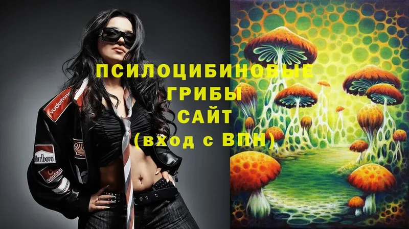 блэк спрут ССЫЛКА  наркотики  Динская  Псилоцибиновые грибы Psilocybine cubensis 